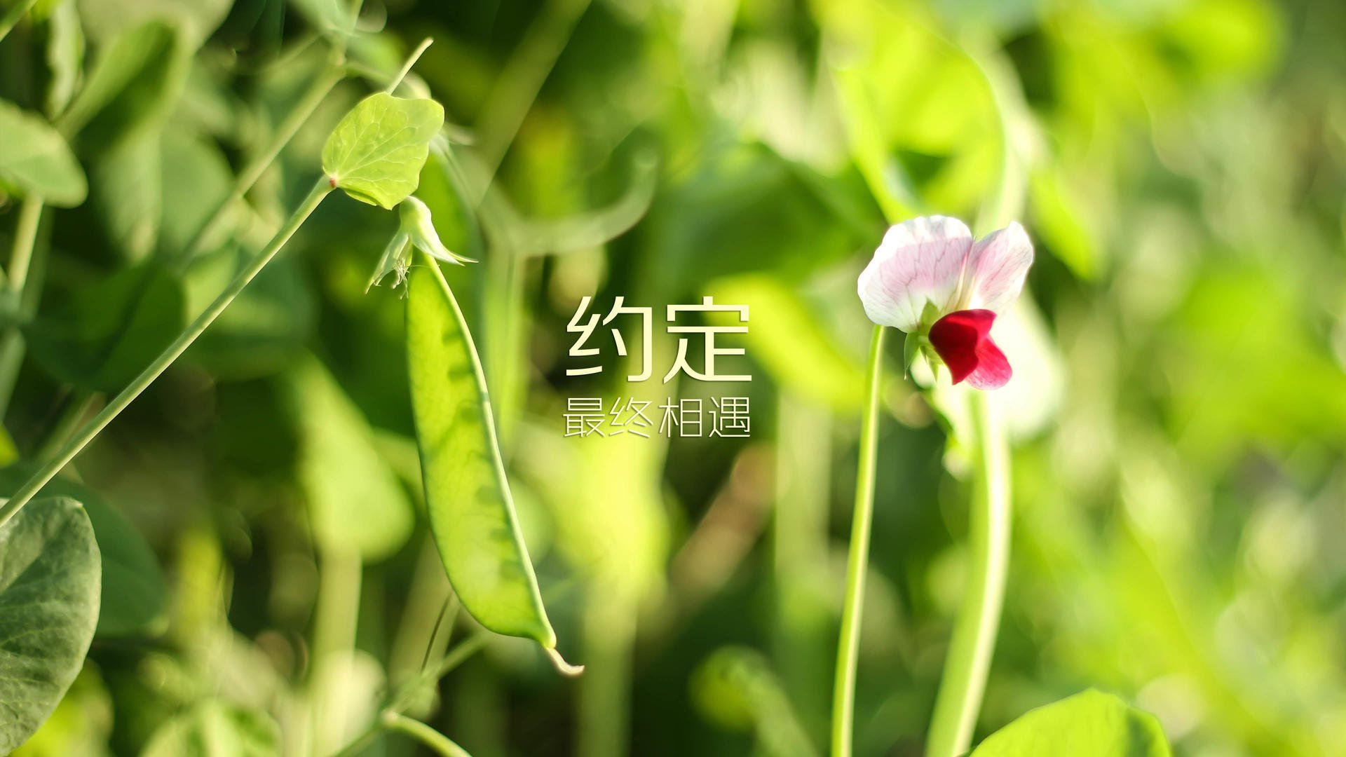 世俱杯-利兹联是否能在中下游稳固排名，利兹联ds