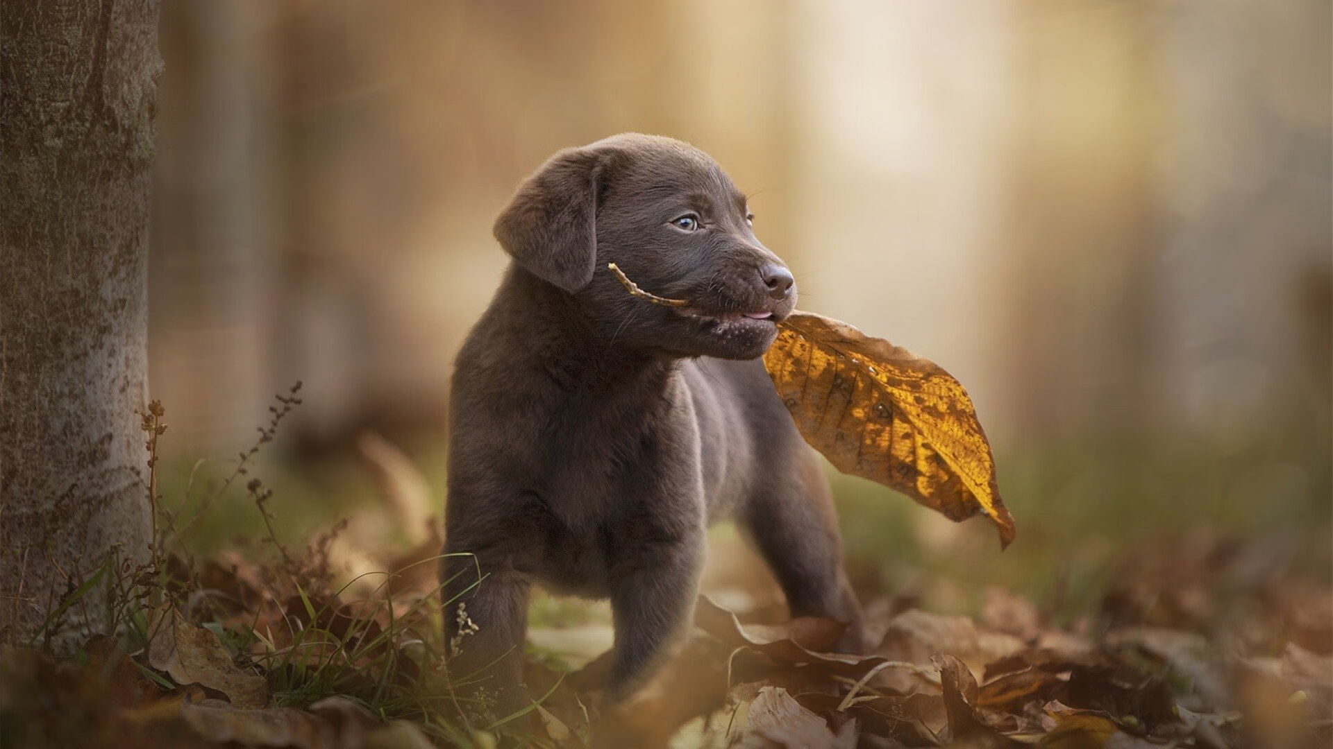 世俱杯专业体育赛事直播平台-梅西带领阿根廷稳步前行，冲刺世界杯