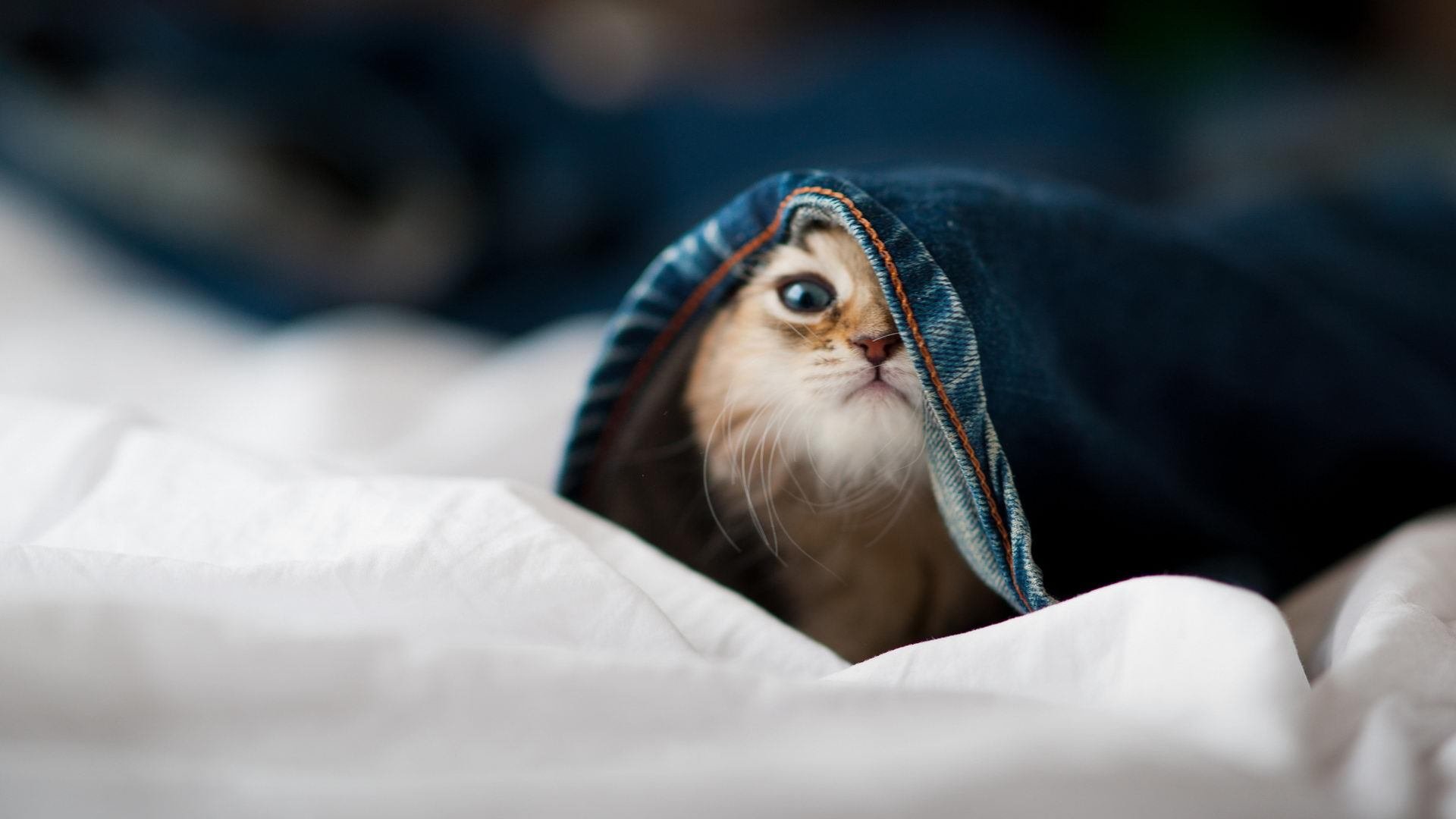 世俱杯2025-欧洲杯半决赛：绝杀进球点燃全场狂欢，欧洲杯半决赛赛程对阵表