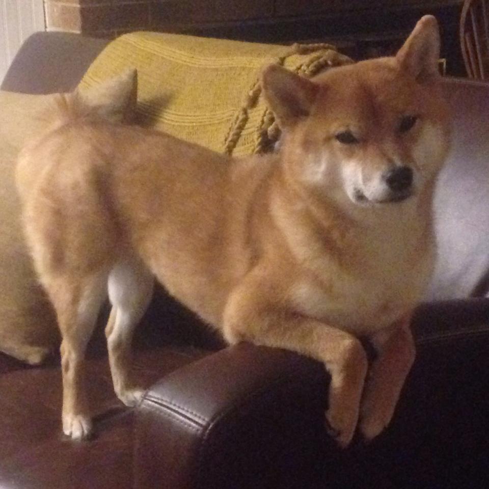 世俱杯网址-湖人内线组合赛场配合渐入佳境，湖人 内线