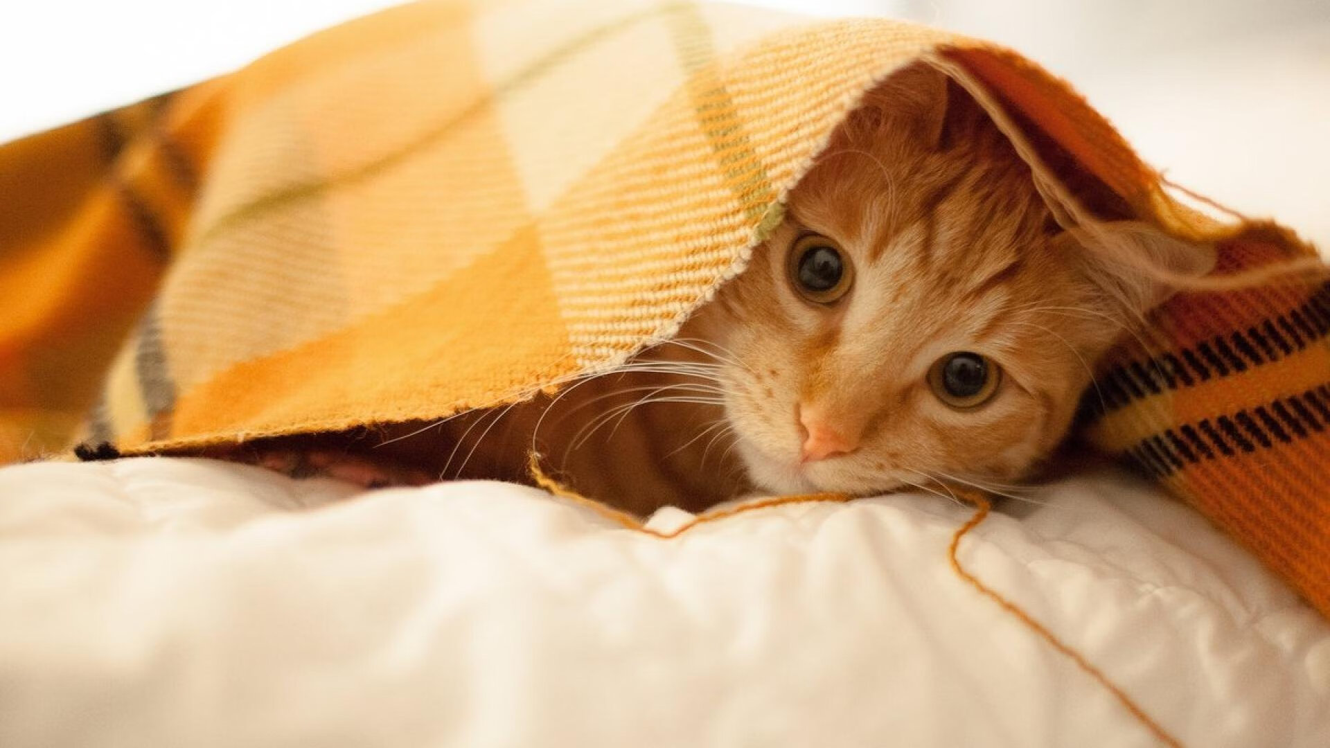 世俱杯官方-男子国家队建立科学饮食与恢复体系保障球员健康