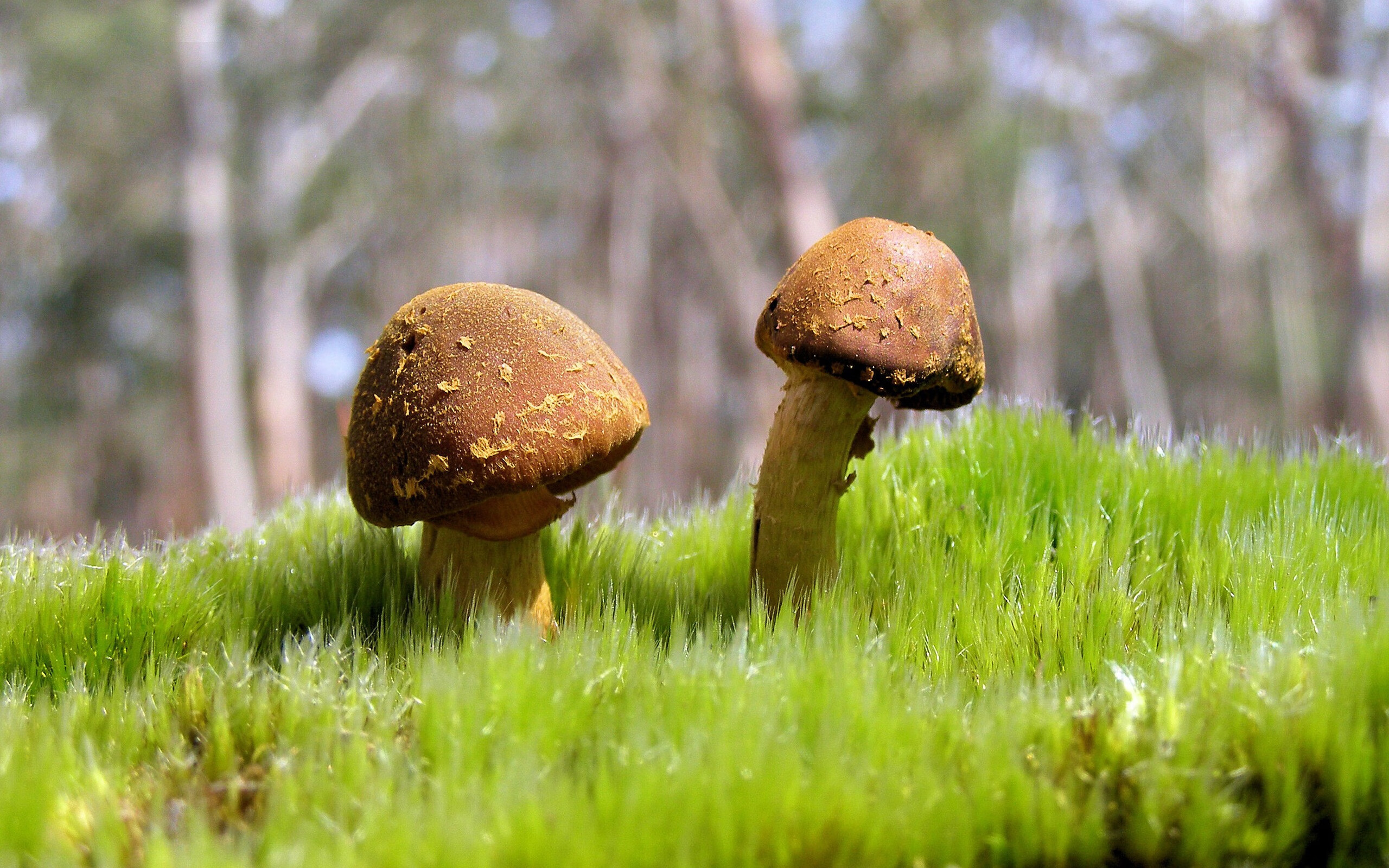 世俱杯专业体育赛事直播平台-美洲杯星光璀璨：明星闪耀，全场狂欢！，美洲杯新人