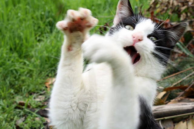 高尔的爆发力和传球配合，助袋鼠队稳定发挥，打高尔球的好处