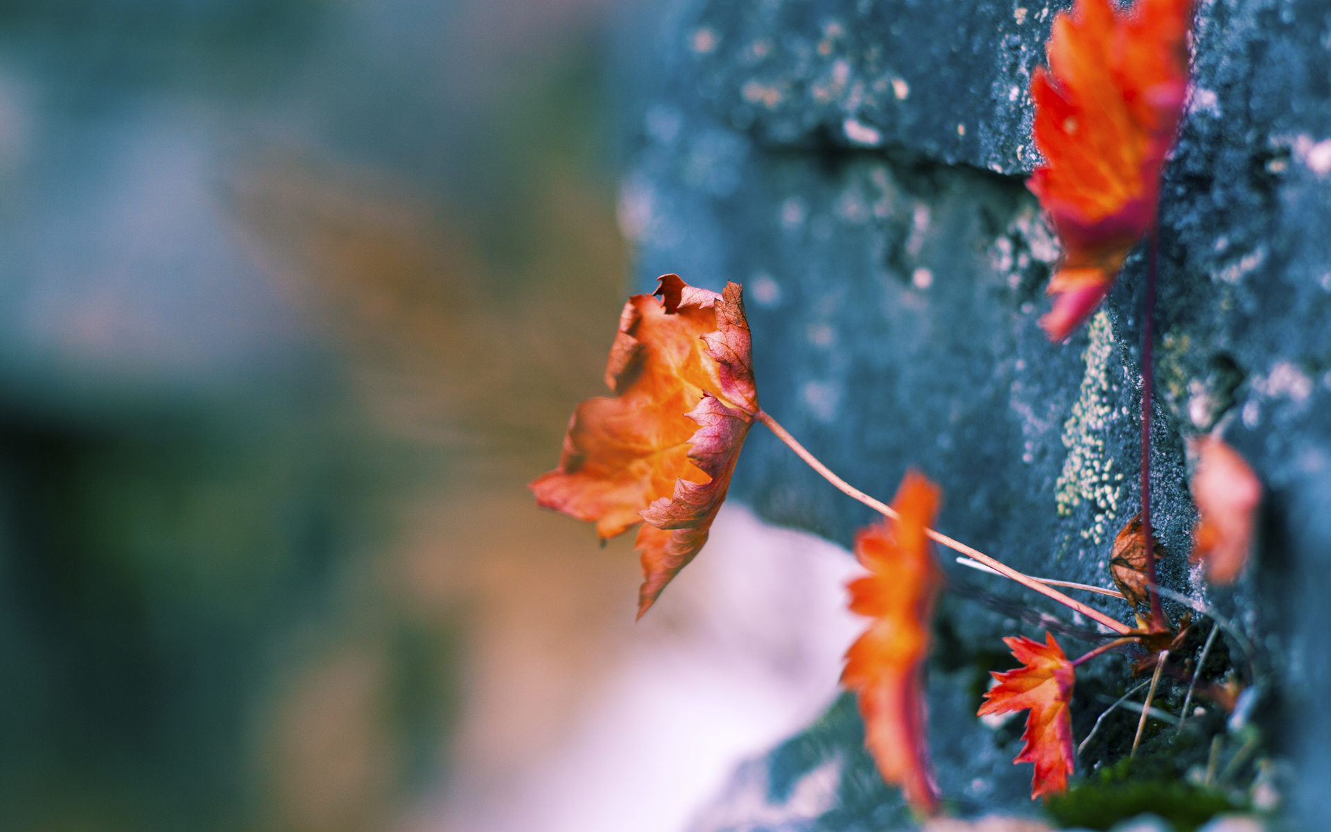 2025世俱杯赛程表比赛时间-自由泳短程韩国突破个人纪录，自由泳韩国教学视频